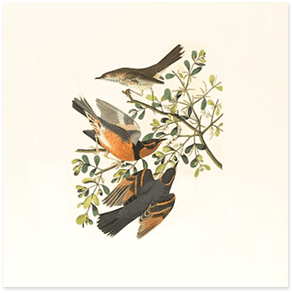 Whispers of Spring artwork